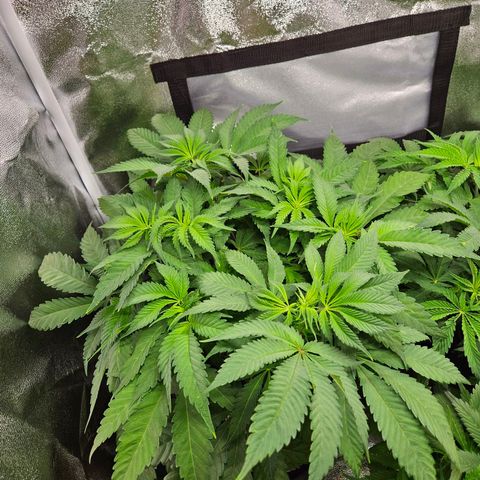 PP #2 growlog timeline photo