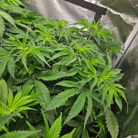 PP #1 growlog timeline photo