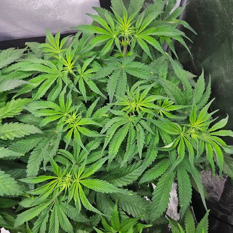 PP #1 growlog timeline photo