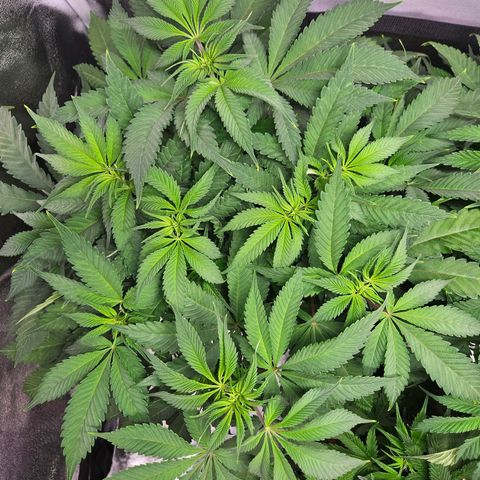 PP #2 growlog timeline photo