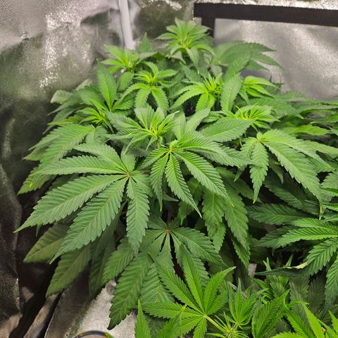 PP #2 growlog timeline photo