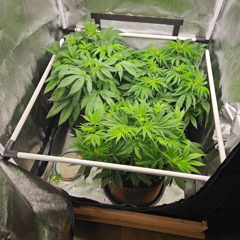 PP #2 growlog photo: Hinten links