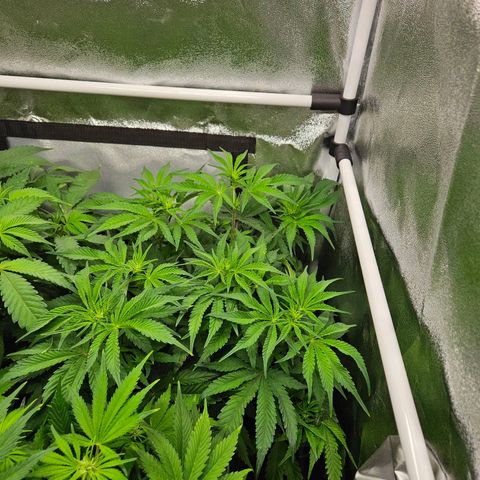 PP #1 growlog timeline photo
