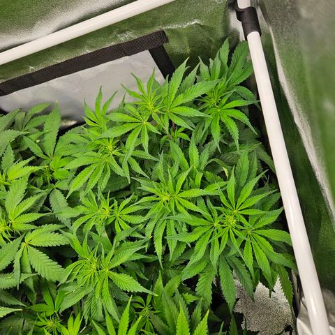 PP #1 growlog timeline photo