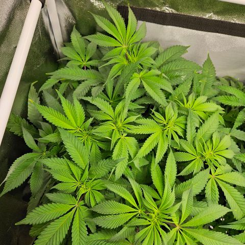 PP #2 growlog timeline photo