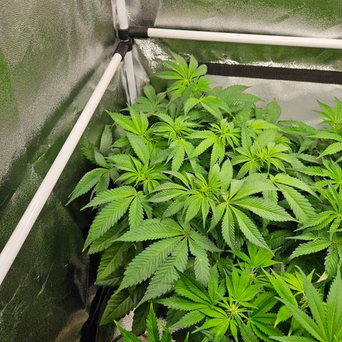 PP #2 growlog timeline photo
