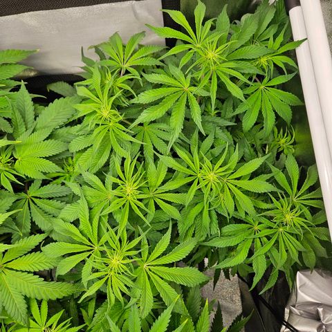 PP #1 growlog timeline photo