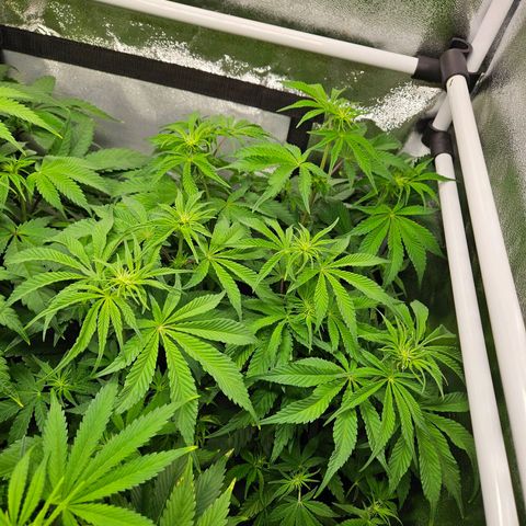 PP #1 growlog timeline photo