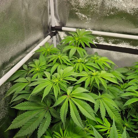 PP #2 growlog timeline photo