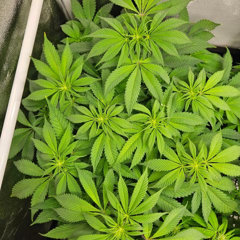 PP #2 growlog timeline photo
