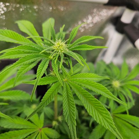 PP #1 growlog timeline photo