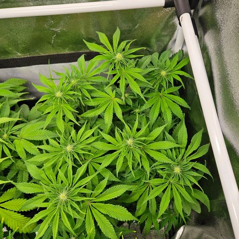 PP #1 growlog timeline photo