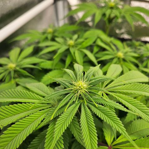PP #2 growlog timeline photo