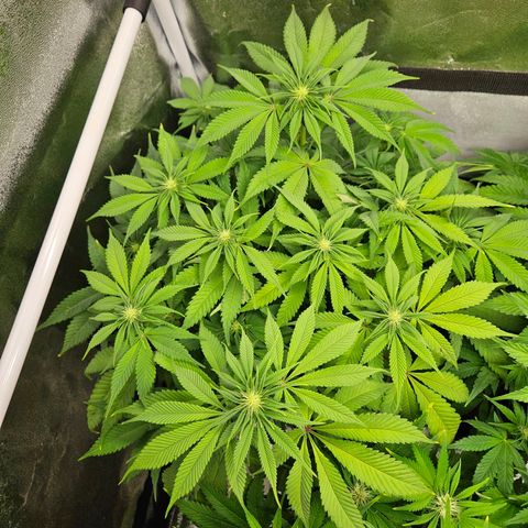 PP #2 growlog timeline photo
