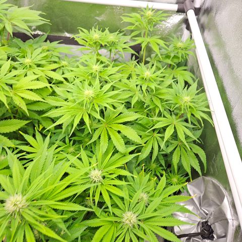 PP #1 growlog timeline photo