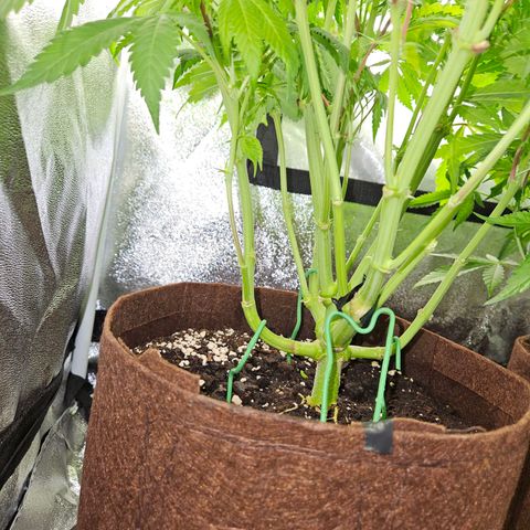 PP #2 growlog timeline photo
