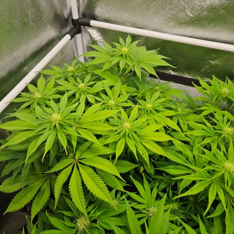 PP #2 growlog timeline photo