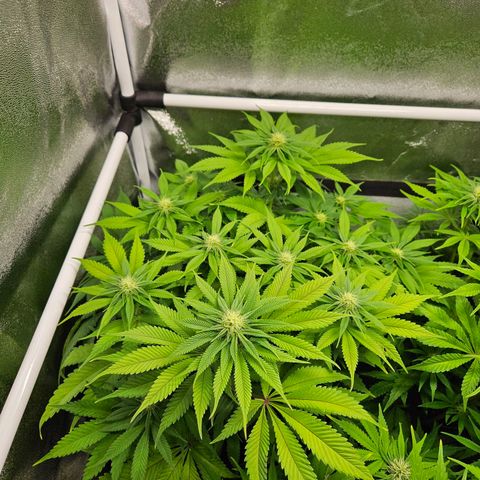 PP #1 growlog timeline photo