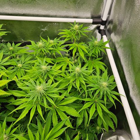 PP #2 growlog timeline photo
