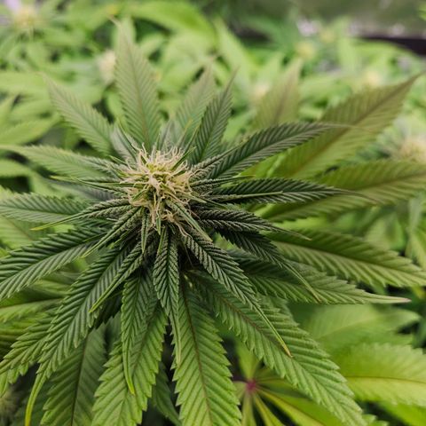 PP #1 growlog timeline photo