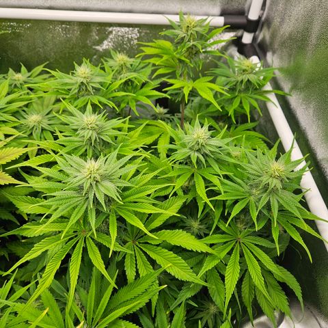 PP #1 growlog timeline photo
