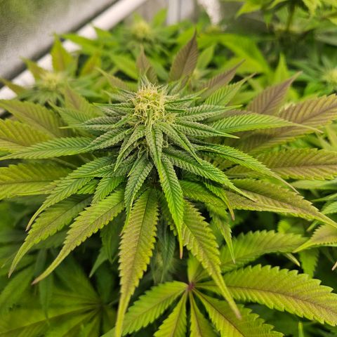 PP #2 growlog timeline photo