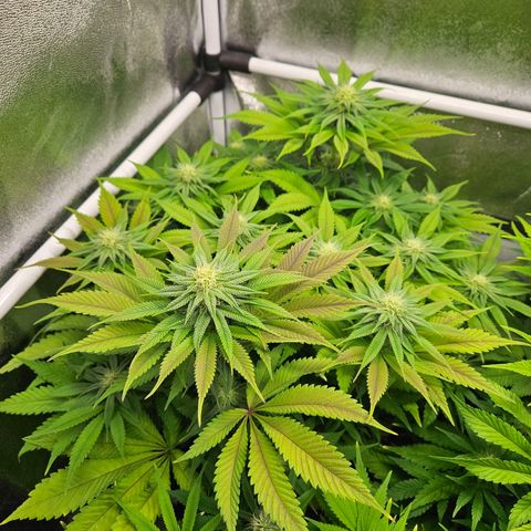 PP #2 growlog timeline photo