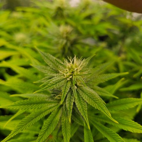 PP #1 growlog timeline photo