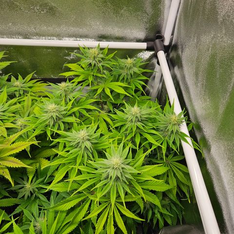 PP #1 growlog timeline photo