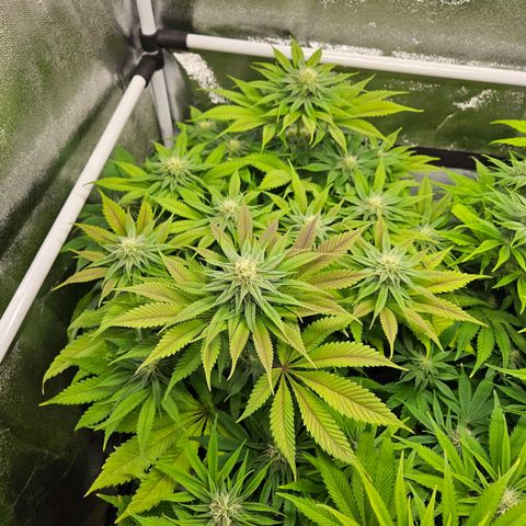 PP #2 growlog timeline photo