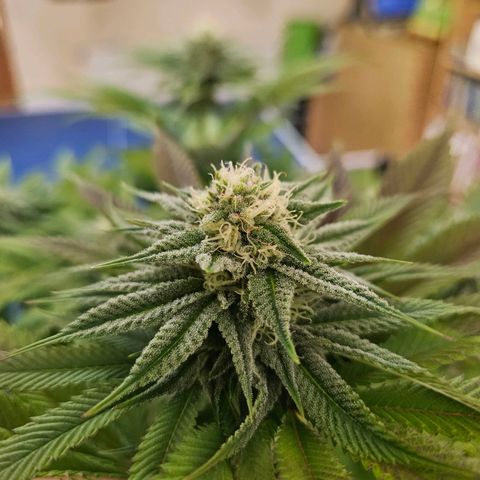 PP #2 growlog timeline photo
