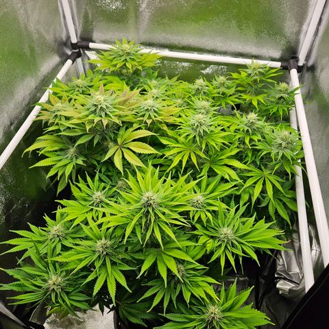 PP #2 growlog timeline photo