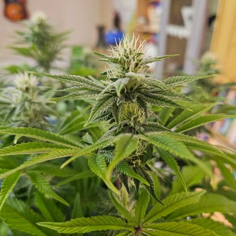 PP #1 growlog timeline photo
