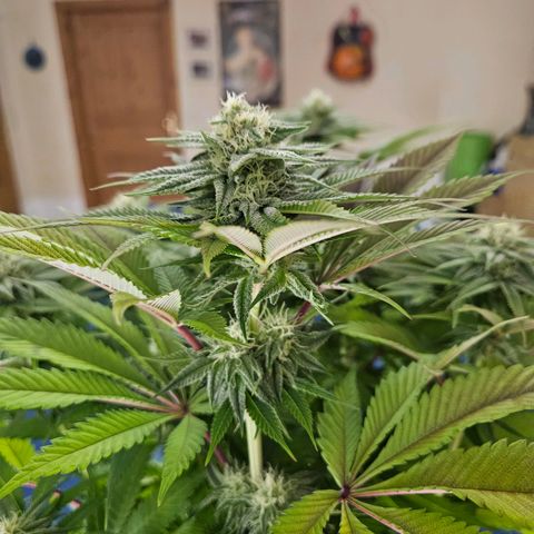 PP #2 growlog timeline photo