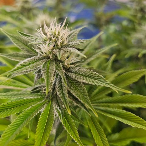 PP #1 growlog timeline photo