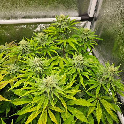 PP #1 growlog timeline photo