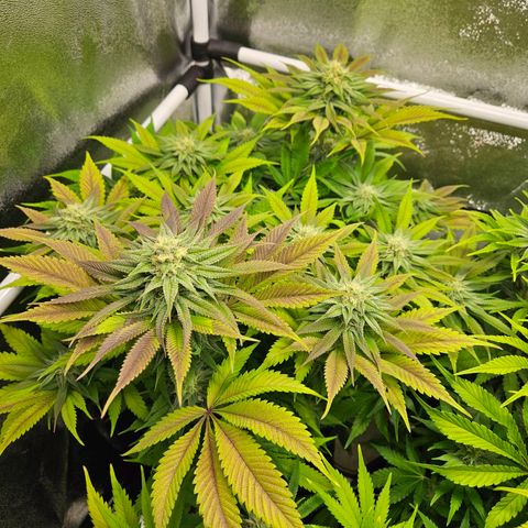 PP #2 growlog timeline photo