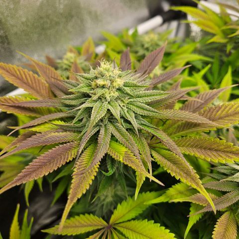 PP #2 growlog timeline photo