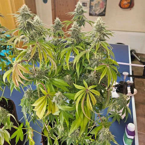 PP #1 growlog timeline photo