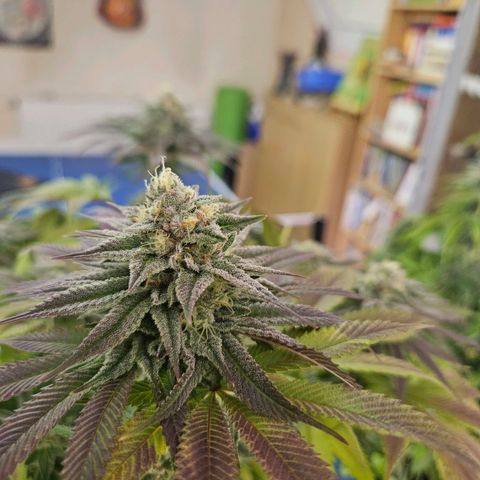 PP #2 growlog timeline photo