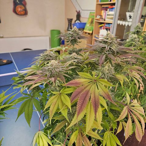 PP #2 growlog timeline photo