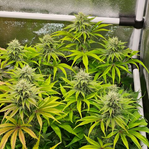 PP #1 growlog timeline photo
