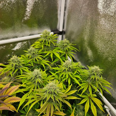 PP #1 growlog timeline photo