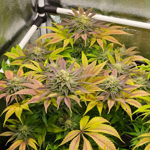 PP #2 growlog timeline photo