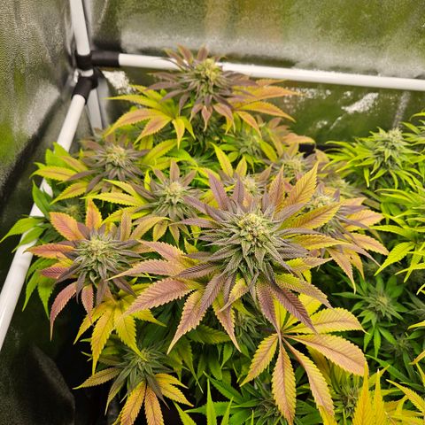 PP #2 growlog timeline photo