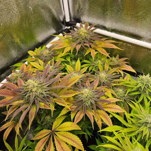 PP #2 growlog timeline photo