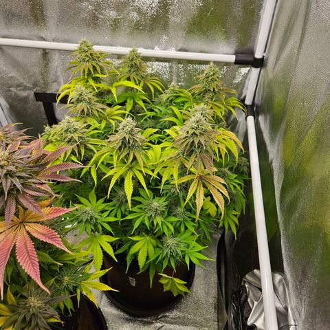 PP #1 growlog timeline photo