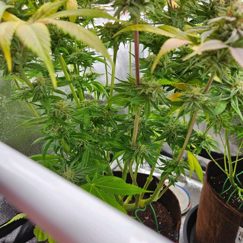 PP #2 growlog timeline photo