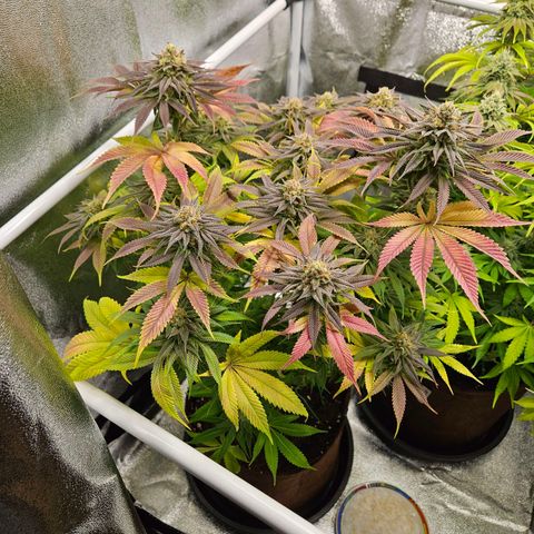 PP #2 growlog timeline photo