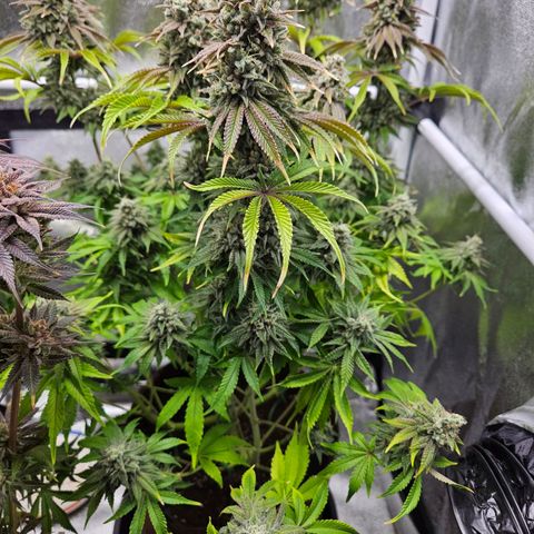 PP #1 growlog photo: Eine Woche bis zur Ernte